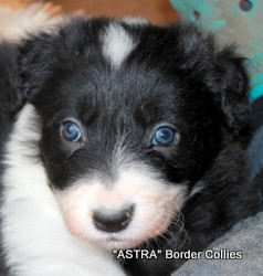 Black and white, Female, medium to rough coated, border collie puppy